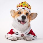 Coronation Garden Pawty