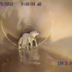 www.znewsservice.com astonishing discovery five foot alligator unearthed in underground pipe by work crew jam press jmp316147