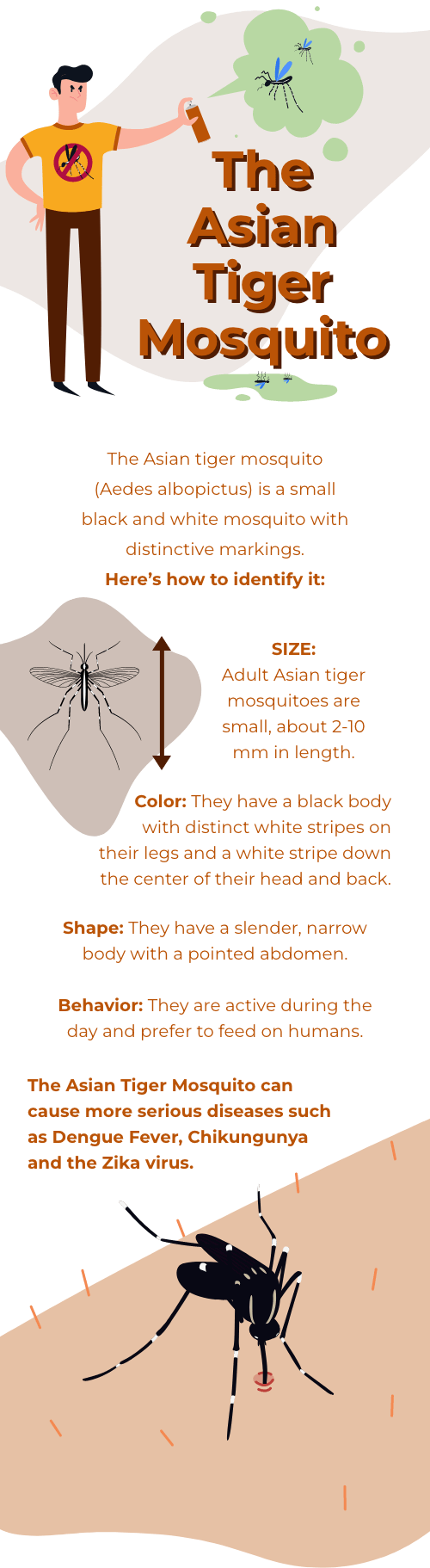 www.znewsservice.com expert warns americans to be vigilant as disease spreading insect spreads rapidly across america asian tiger mosquito 1 1.png