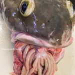 www.znewsservice.com fishermans astonishing deep sea catch reveals organs hanging out of fishs mouth jam press jmp319654