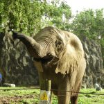 www.znewsservice.com liberation after 35 years rescued elephant finds sanctuary jam press jmp318005