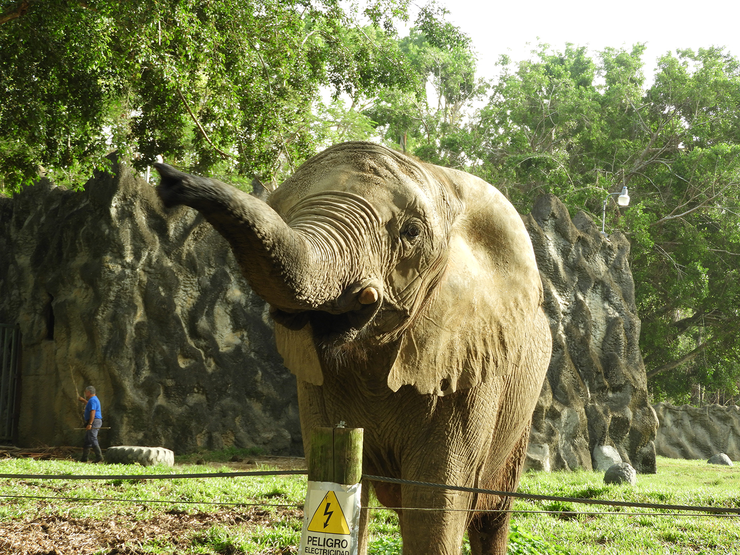 www.znewsservice.com liberation after 35 years rescued elephant finds sanctuary jam press jmp318005