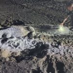 www.znewsservice.com mistaken identity police mistake massive alligator for sand sculpture on beach jam press jmp317892
