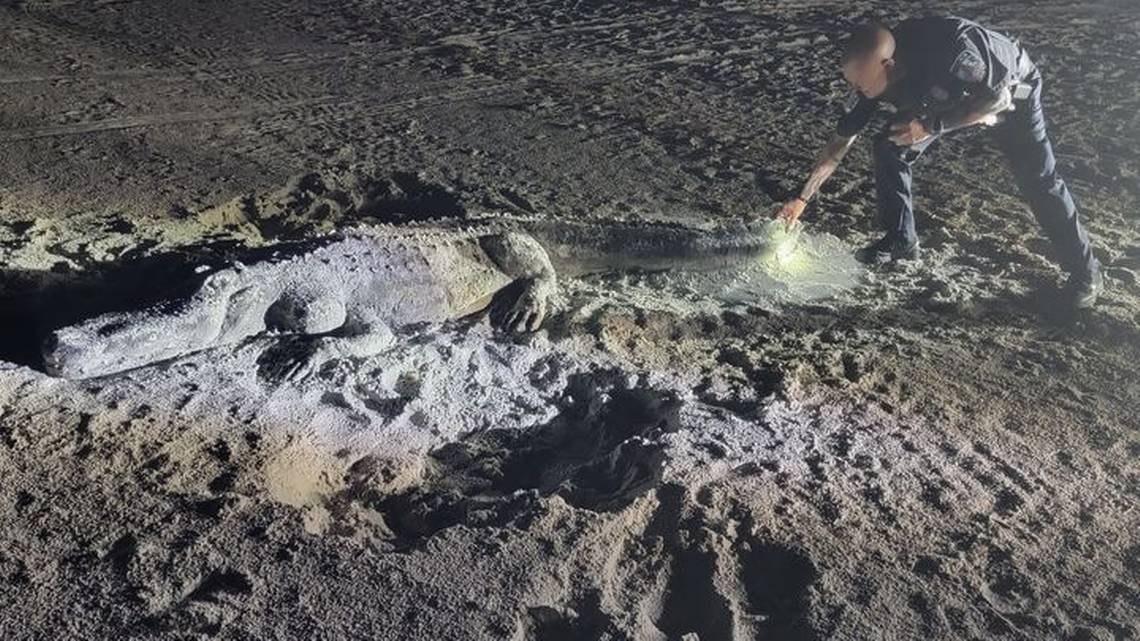 www.znewsservice.com mistaken identity police mistake massive alligator for sand sculpture on beach jam press jmp317892