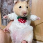 www.znewsservice.com shein launches unusual collection of hamster accessories jam press jmp315318