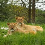 www.znewsservice.com whipsnade zoo welcomes new lionesses aiming for cubs after two decades jam press jmp321633