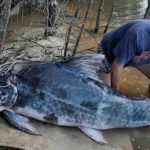 www.znewsservice.com anglers reel in huge eight foot catfish after epic battle jam press jmp321833