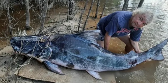 www.znewsservice.com anglers reel in huge eight foot catfish after epic battle jam press jmp321833