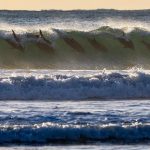 www.znewsservice.com astonishing photo captures twelve dolphins riding a single wave jam press jmp322621