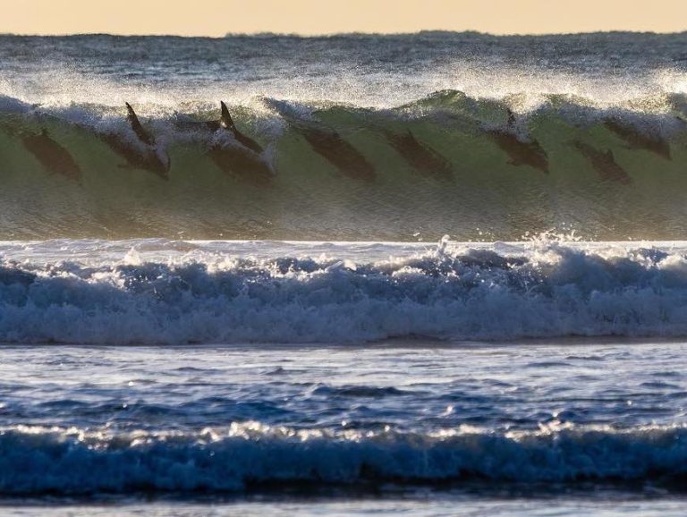 www.znewsservice.com astonishing photo captures twelve dolphins riding a single wave jam press jmp322621