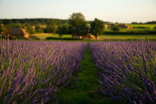 Warwickshire Lavender Farm passes £25,000 for two charities close to home as it reopens for Summer 2026