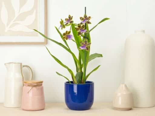 Orchid questions overwhelm Britain's houseplant searches, with 285,000 queries in a year